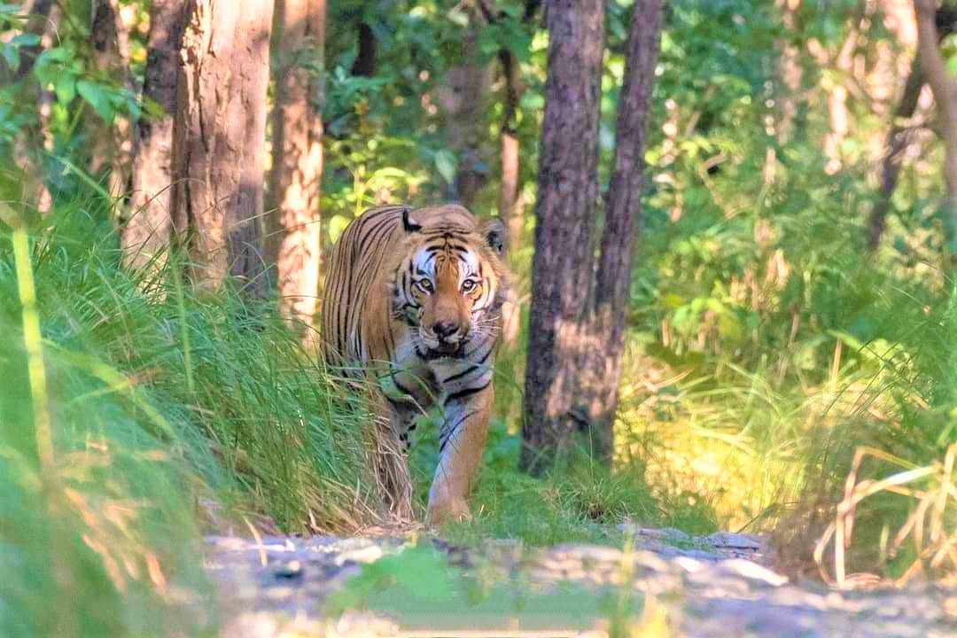 Journey into the Wild: Bardia National Park Safari in Nepal